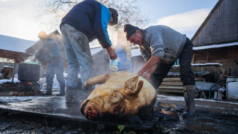 O familie de români a tranșat porcul în mijlocul sufrageriei. Imaginile care au devenit virale înainte de Sărbători