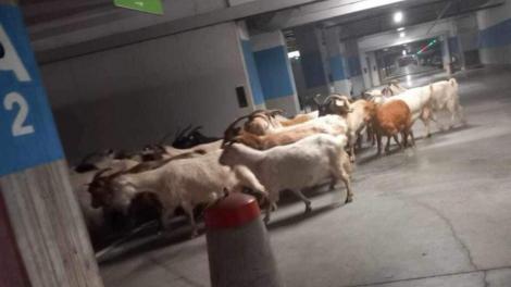 O turmă de capre s-a rătăcit în parcarea subterană a unui mall din Târgu Jiu: „Cu asta le-am văzut pe toate!”. Fotografii virale