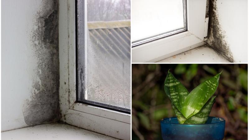 Unele plante te pot ajuta să scapi de condensul și de mucegaiul din casă