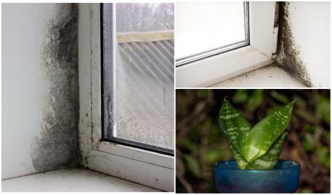 Ce plante trebuie să ai în casă dacă vrei să scapi de mucegai și condens