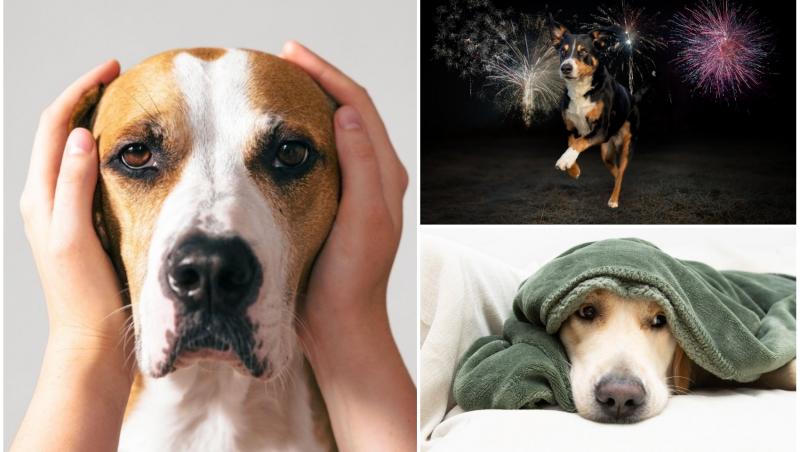 Descoperă ce trebuie să faci ca să îți ajuți câinele să nu aibă de suferit din cauza petardelor și a artificiilor
