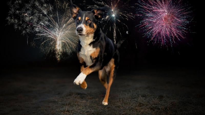 Cum să îți protejezi câinele de sunetele puternice făcute de artificii și petarde. Sfaturi utile pentru perioada sărbătorilor