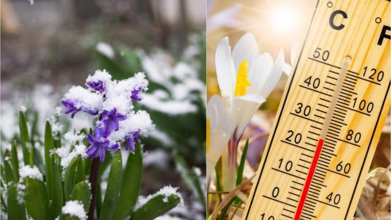 colaj foto cu un termometru care indica temperaturile din luna martie și zambile mov în zapada