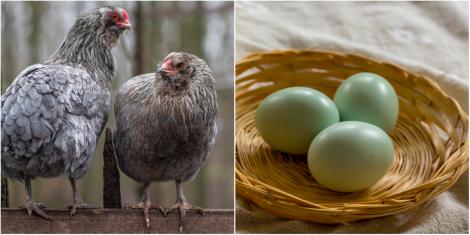 În ce oraș din România cresc găinile care fac ouă albastre. Ce preț are o bucată