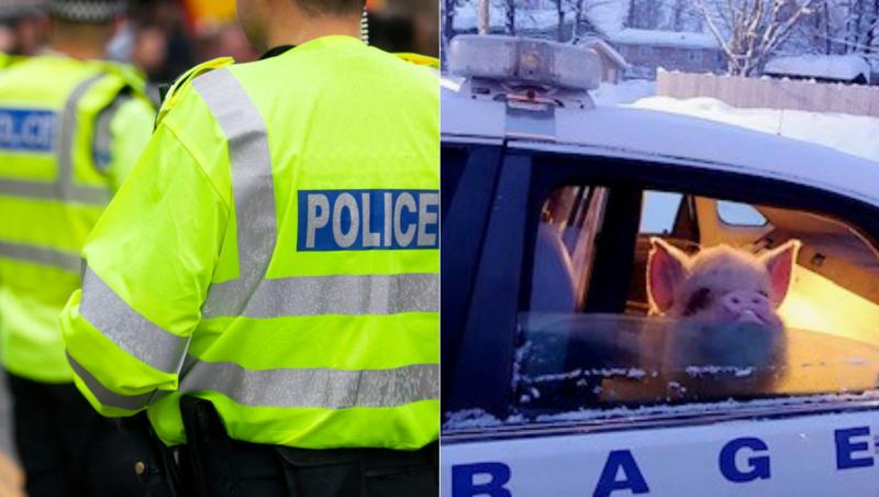 colaj de imagini cu politisti si un porc arestat
