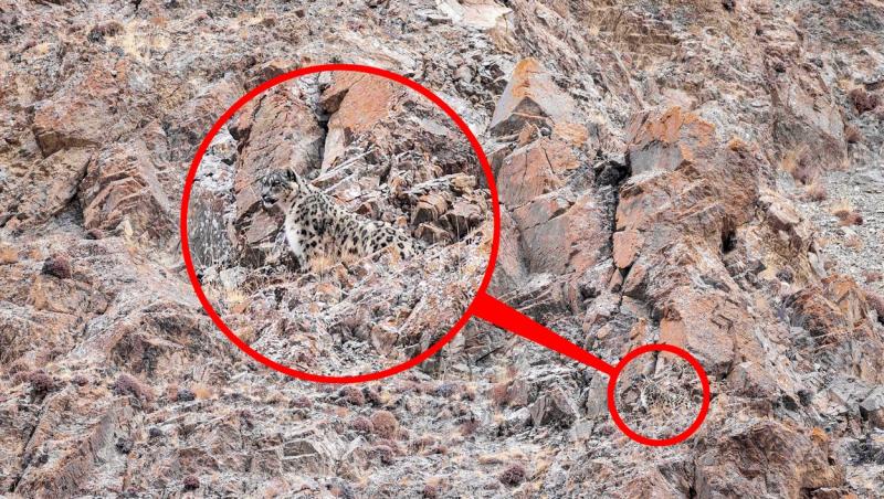 Iluzie optică virală! În cât timp găsești leopardul din fotografia ilustrată. Imaginea care le dă bătăi de cap internauților