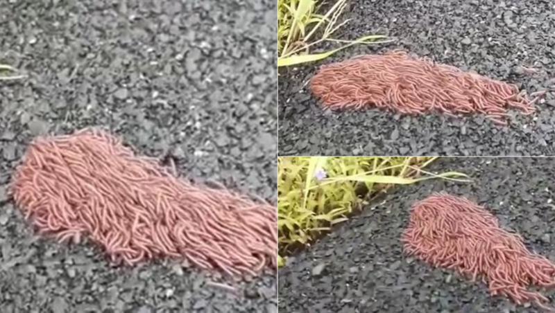 Un internaut a filmat o grămadă mare de insecte, care părea să se miște, și a urcat imaginile în social media. Așa zisa ”creatură” a provocat o mulțime de reacții, dar iată despre ce e vorba.