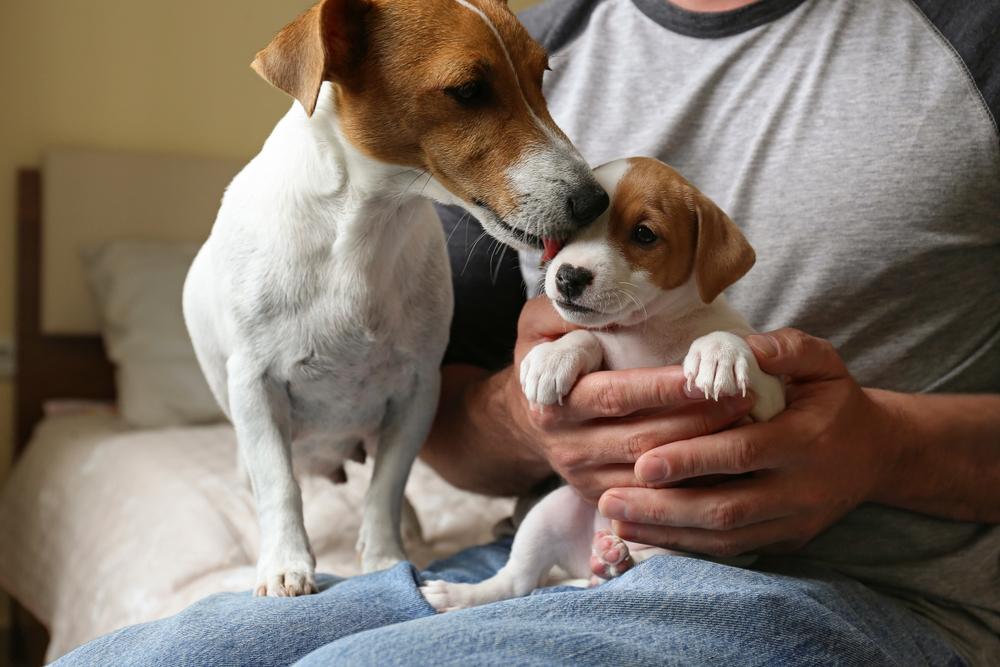 Un pensionar și-a cumpărat doi pui de câine, dar când a mers cu ei la veterinar a descoperit ce erau animalele, de fapt