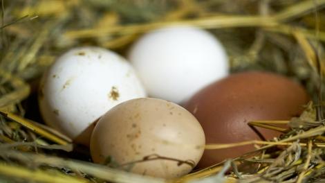 Cu cât s-au scumpit ouăle de țară. Suma pe care consumatorii români trebuie să o scoată din buzunar