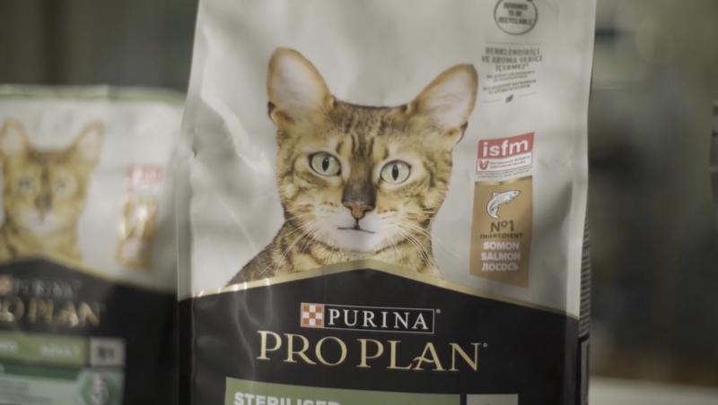 În ce constă alimentația corectă a pisicilor. Cu ce să hrănești pisica după sterilizare, cu gama Purina Pro Plan