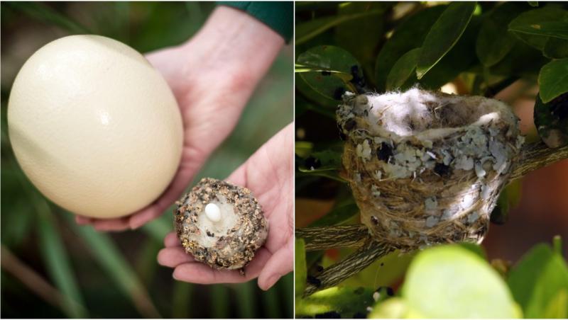 Un cuplu din SUA a găsit ceva total neașteptat într-un cuib de păsări aflat în propria curte