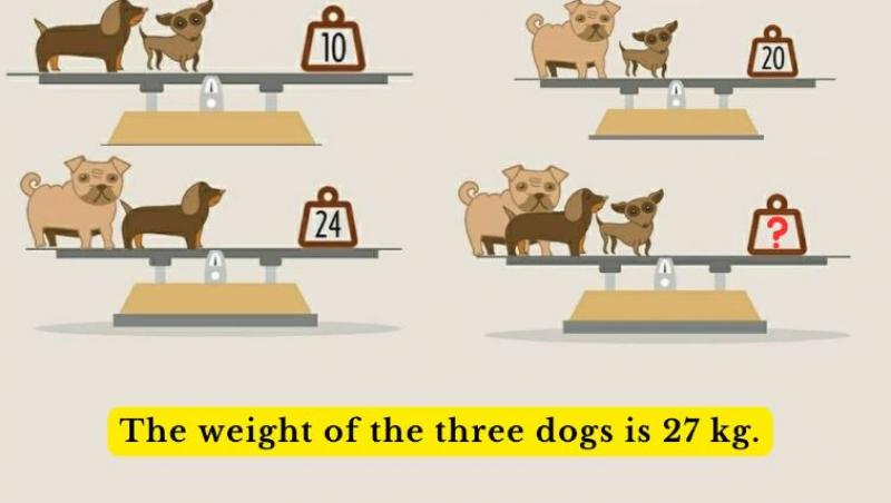 Test rapid. Puțini știu ce greutate au cei trei câini de pe cântar. Ai rezolvat în 20 de secunde?