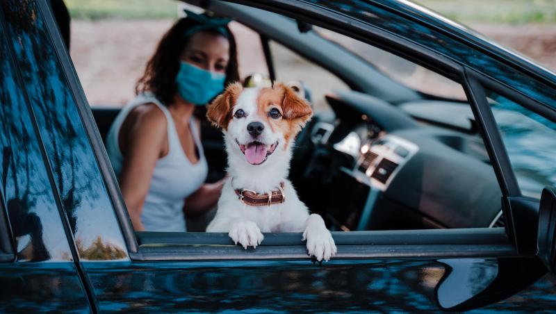Ce este “gripa câinelui” și cum se manifestă când este captat virusul H3N2. Care sunt simptomele specifice