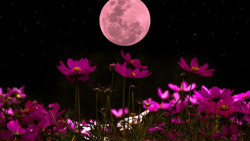 Luna plină Roz din acestă noapte. Ce este acest fenomen astronomic și cum te poate afecta în funcție de zodie