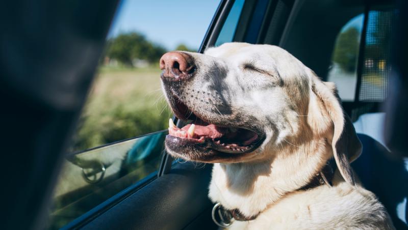 Cazul halucinant al unui șofer băut care a încercat să facă schimb de loc cu propriul câine pentru a scăpa de arest. Ce a pățit