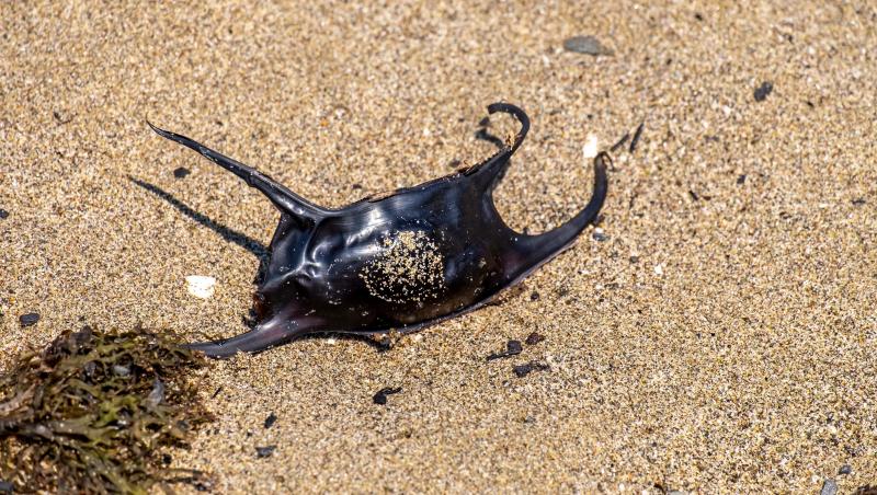 Misterul păpușilor sinistre aduse din adâncul mării pe țărm. Turiștii sunt speriați de cele văzute | Foto
