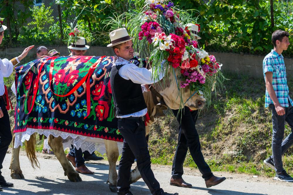 traditie de rusalii cu un bou care este impodobit si plimbat pe ulitele satului