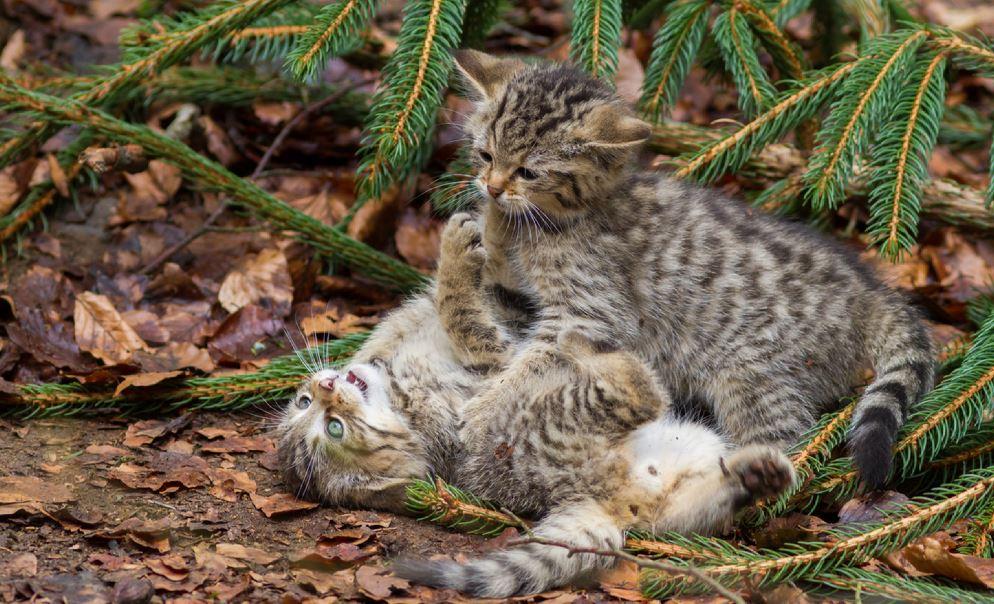 Au luat acasă doi pui crez&acirc;nd că sunt de pisică, dar veterinarul i-a contrazis. Ce adăposteau, de fapt, &icirc;n casă