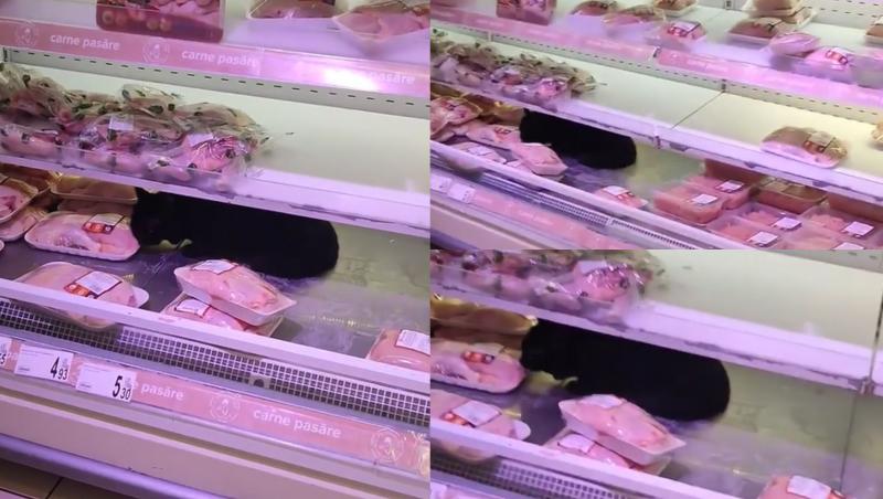 O pisică se înfruptă din carnea aflată în frigiderele dintr-un cunoscut supermarket, din București | Foto