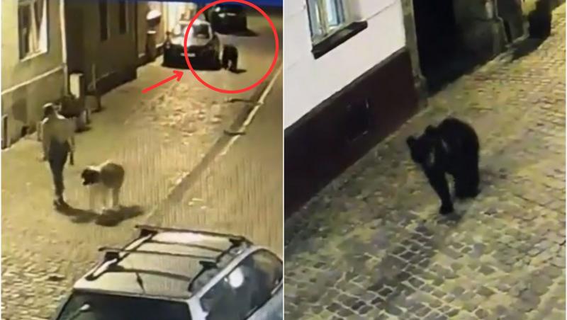 Imaginile virale cu o femeie din Brașov urmărită de un urs în plină stradă. Aceasta se afla la plimbare alături de animalul ei de comanie când au dat nas în nas cu sălbăticiunea. Iată ce s-a întâmplat apoi.