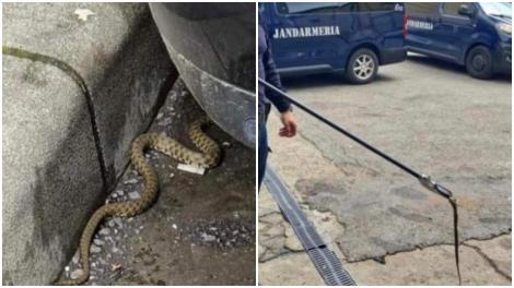 Alertă de șerpi veninoși în România! Reptilele au apărut în urma inundațiilor. La ce să fiți atenți FOTO