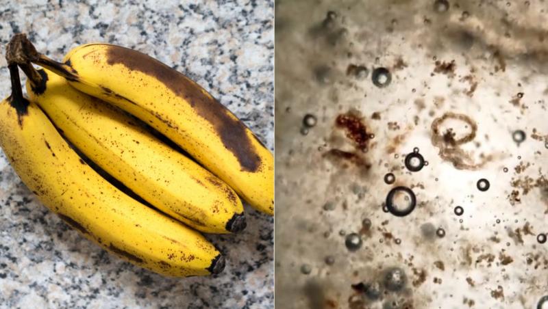 Un videoclip ajuns viral, în care o bucată de banană era analizată la microscop, a creat vâlvă în social media. Cel care l-a realizat susținea că a descoperit larve, viermi, mucegai. Nimic mai fals, spune un expert. Iată ce se găsește, de fapt, pe bucățile prea coapte ale unei banane.