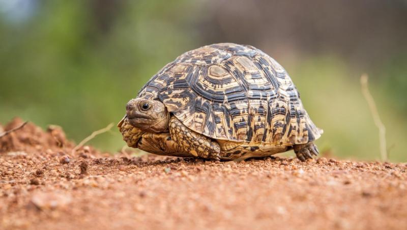 O imagine cu o broască țestoasă s-a transformat într-o iluzie optică virală