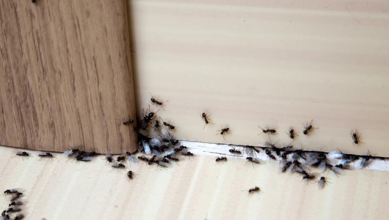 imagine cu furnici in casa