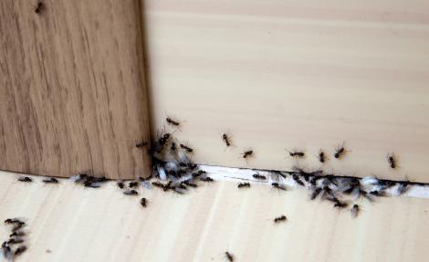 Cum scapi de furnicile din casă. 11 soluții simple și rapide, care nu dau greș niciodată. Ce trebuie să faci