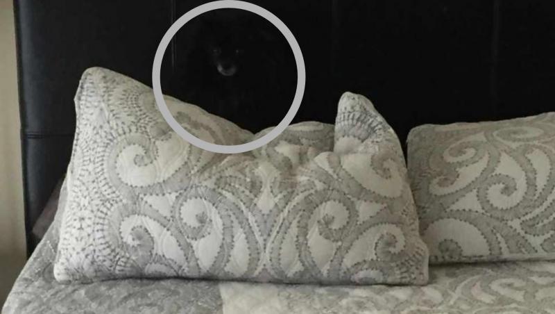 Iluzie optică! Găsește câinele ascuns în imagine, în câteva secunde. L-ai observat?