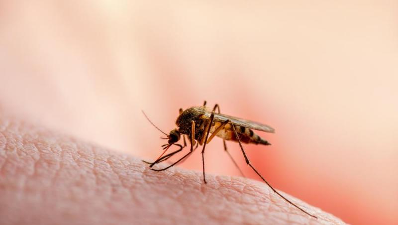 Lista bolilor transmise de țânțari. Ce ingrediente active ne protejează de mușcăturile periculoase