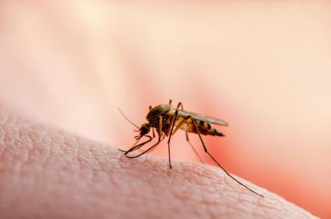 Lista bolilor transmise de țânțari. Ce ingrediente active ne protejează de mușcăturile periculoase