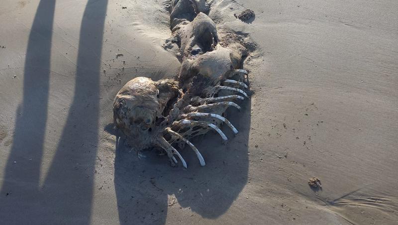 Un bărbat se plimba pe plajă, însă a dat de trupul unei „sirene” misterioase. S-a apropiat și nu i-a venit să creadă: „Așa ceva”