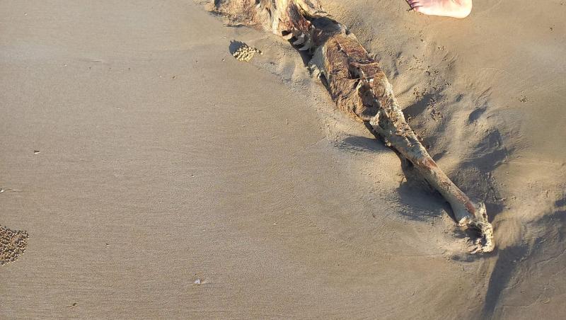 Un bărbat se plimba pe plajă, însă a dat de trupul unei „sirene” misterioase. S-a apropiat și nu i-a venit să creadă: „Așa ceva”