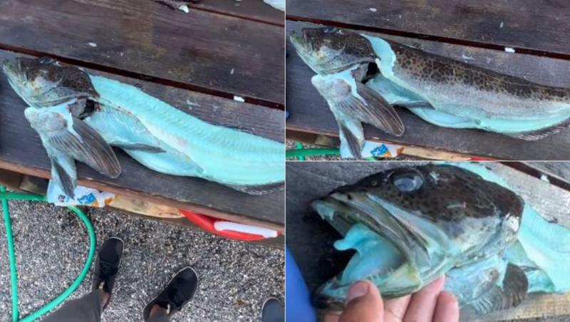 Un bărbat a distribuit în mediul online imagini cu un pește care are carnea albastră. L-a numit radioactiv, dar adevărul este altul.