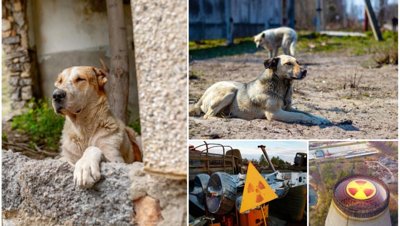 Oamenii de știință au fost uimiți de ceea ce au descoperit la câinii care trăiesc în prezent la Cernobîl