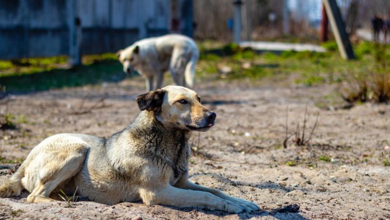 Ce se întâmplă cu câinii de la Cernobîl în prezent. Ce au arătat testele de sânge și ce este diferit la ei