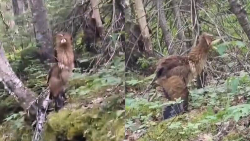 O pasăre înaltă, cu penaj spectaculos și cap amenințător a fost filmată de către un bărbat într-o pădure.