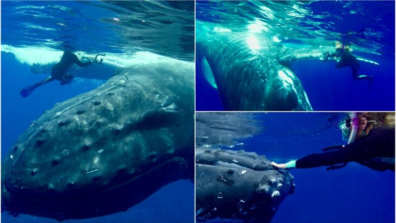 Un biolog marin a fost salvat de o balenă uriașă cu doar câteva clipe înainte de a atacul unui rechin.
