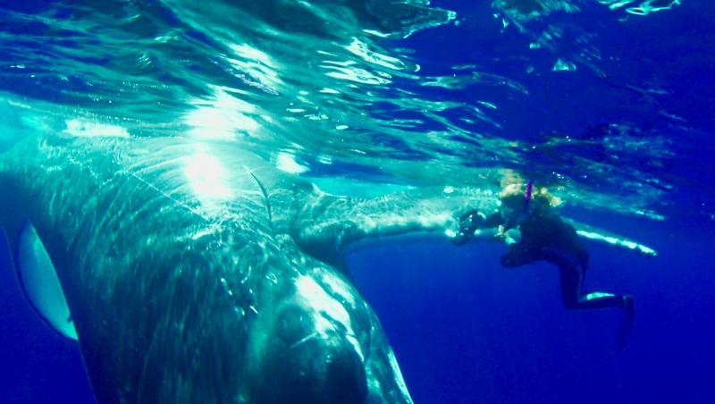 Momentul emoționat în care o balenă salvează o femeie de atacul unui rechin. Imaginile uluitoare surprinse în adâncuri