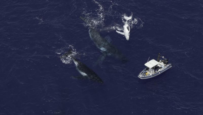 Momentul emoționat în care o balenă salvează o femeie de atacul unui rechin. Imaginile uluitoare surprinse în adâncuri