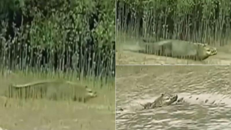 colaj de imagini cu un crocodil care si-a pierdut un picior si bucata de cap intr-o lupta