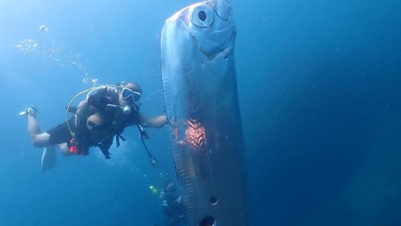 Ce este creatura uriașa din adâncuri, ieșită acum la suprafață. Proprietățile ei unice i-au speriat pe scafandrii | VIDEO