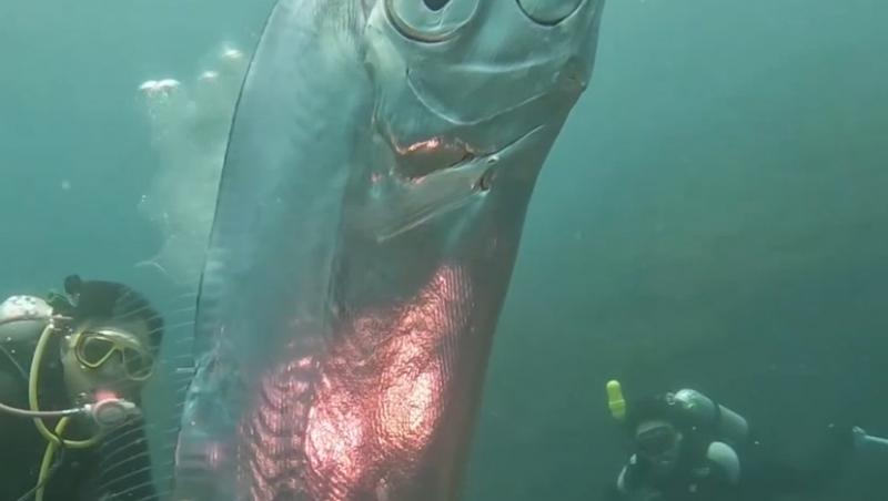 Ce este creatura uriașa din adâncuri, ieșită acum la suprafață. Proprietățile ei unice i-au speriat pe scafandrii | VIDEO