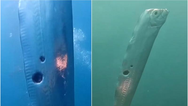 O creatură marină unică ce trăiește în adâncuri a fost descoperită la suprafața apei, spre uimirea scafandrilor. Ce prevestește, de fapt, apariția acesteia