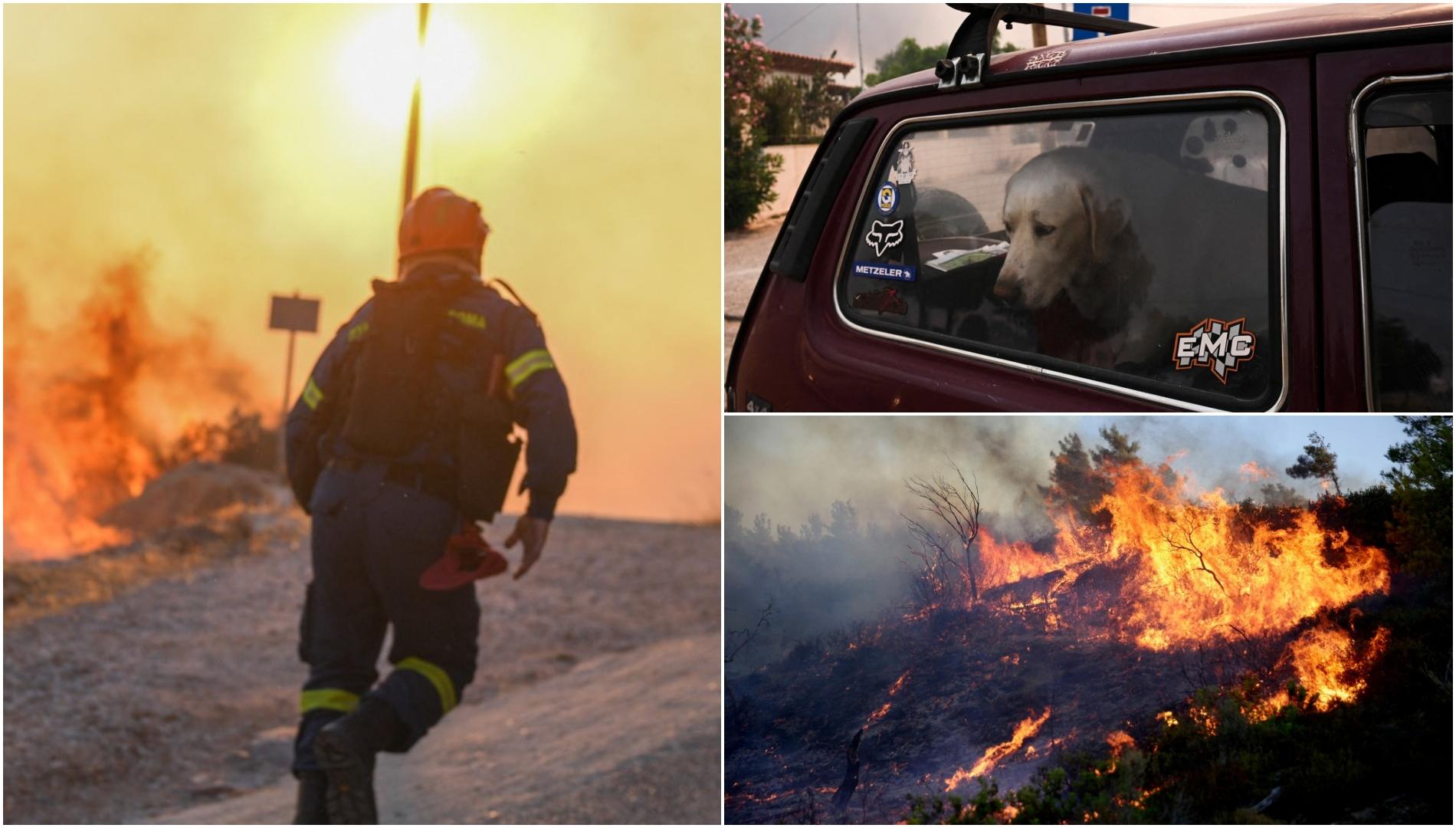 Pompierii români, adevărați eroi în Grecia. Imaginile înduioșătoare cu animalele salvate din flăcări | FOTO