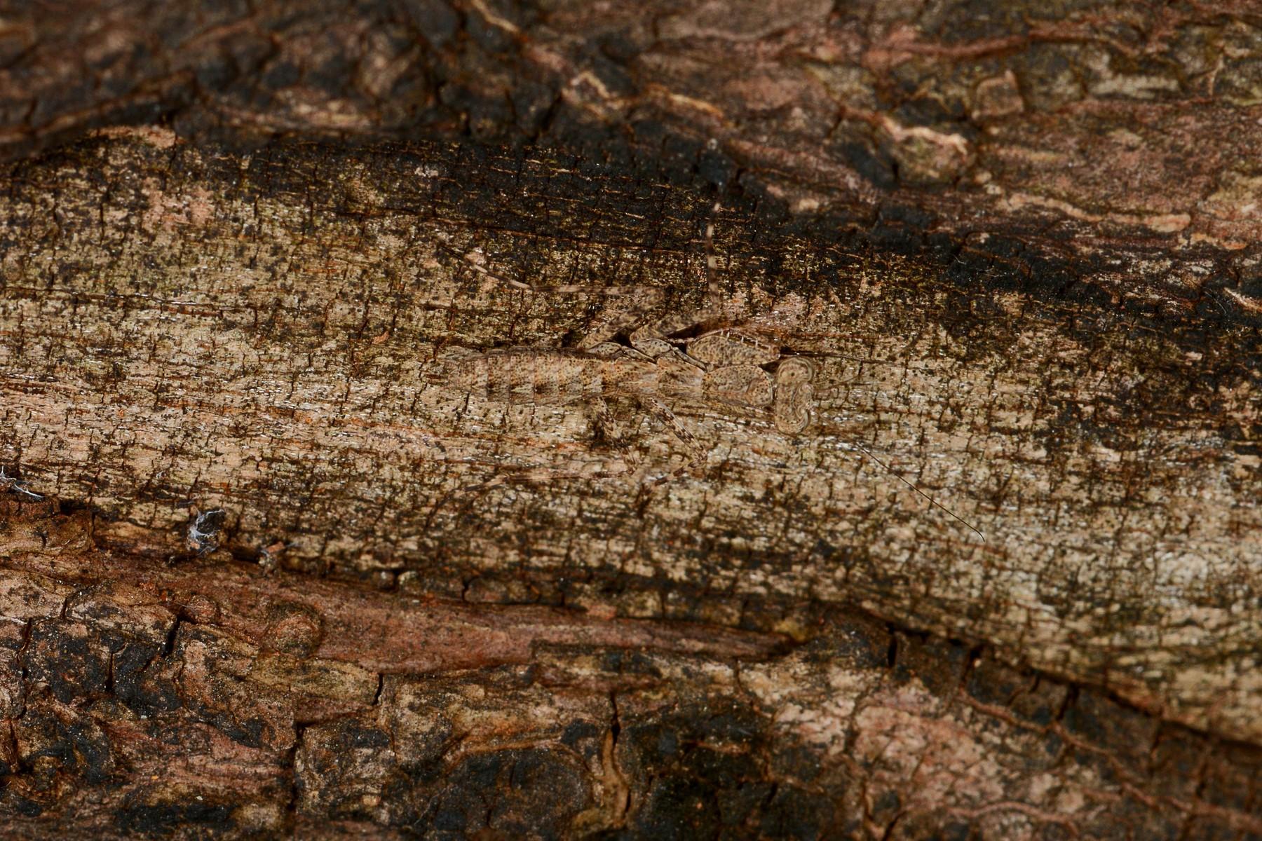 imagine cu o insecta ce sta pe scoarta maro a unui copac