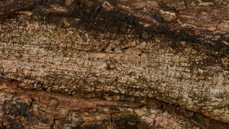 O imagine cu o insectă ce stă pe scoarța unui copac s-a transformat într-o iluzie optică virală