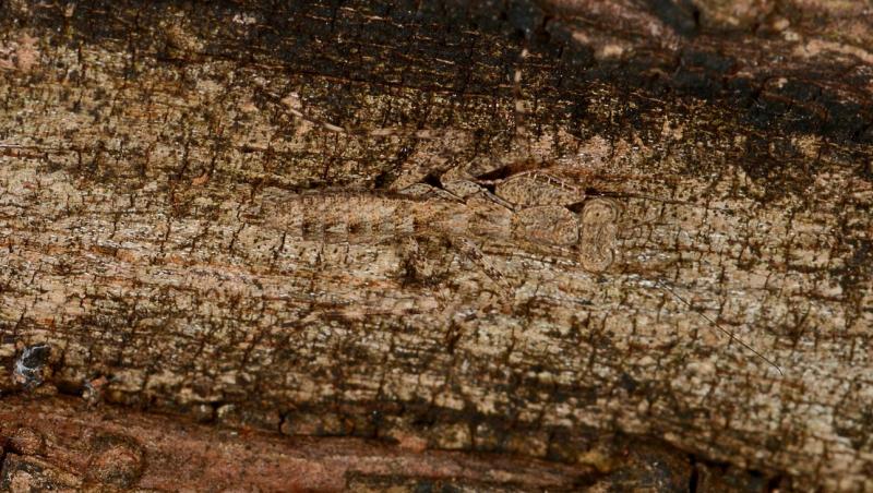 Iluzie optică virală! Crezi că poți să vezi insecta de pe scoarța copacului? Privește atent și descoperă răspunsul