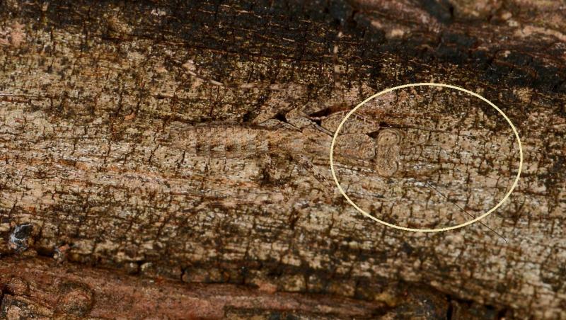 Iluzie optică virală! Crezi că poți să vezi insecta de pe scoarța copacului? Privește atent și descoperă răspunsul